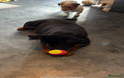 Rottweiler dogs for sale: Bella boo is looking for a home 🏠  - Image 3