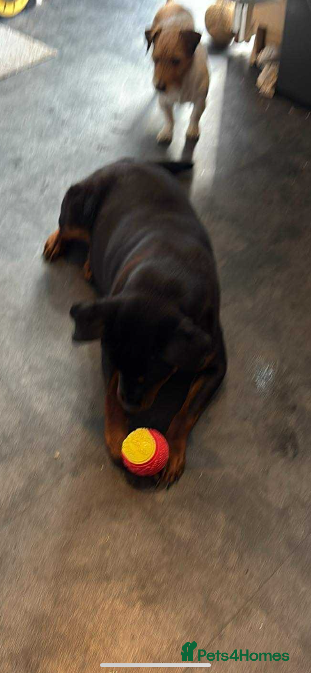 Rottweiler dogs for sale: Bella boo is looking for a home 🏠  - Image 3