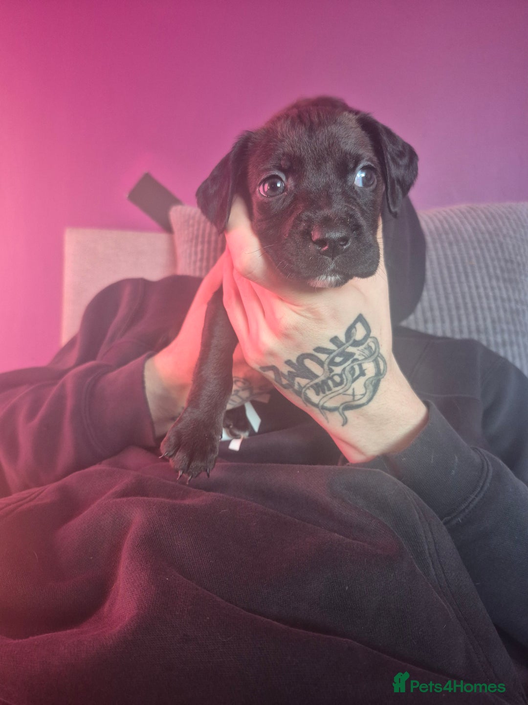 Mixed Breed dogs for sale: Bullmastiff x Springer Spaniel Puppies - Advert 31