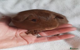 Guinea Pig rodents for sale: Guinea pig babies available - Image 5