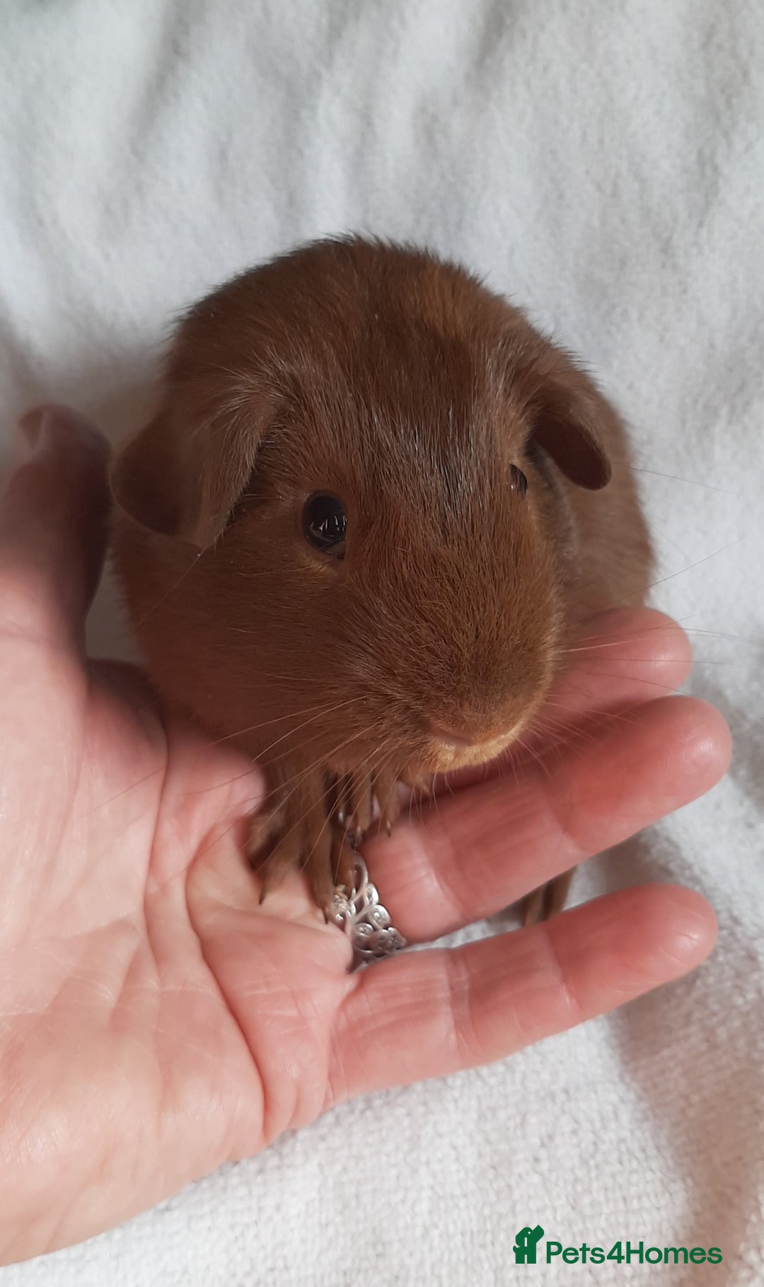 Guinea Pig rodents for sale: Guinea pig babies available - Image 5
