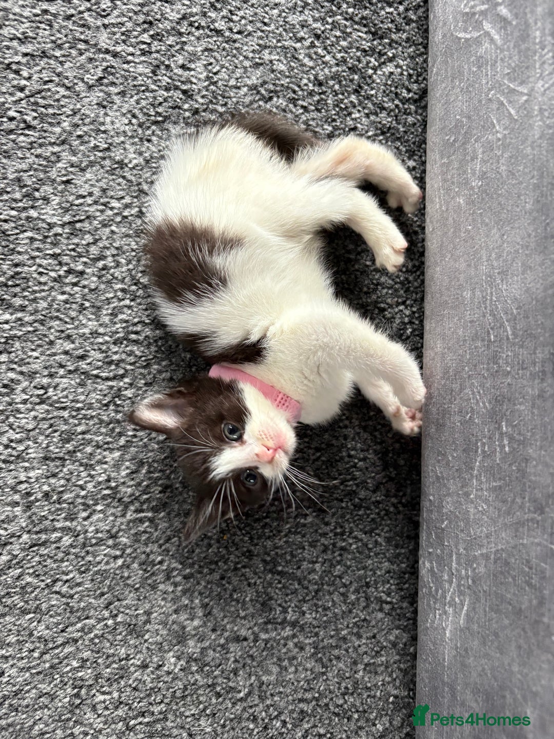 Domestic Shorthair cats for sale: Beautiful kittens  - Image 2
