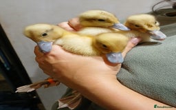Ducks poultry for sale: Welsh harlequin males x4 - Image 1