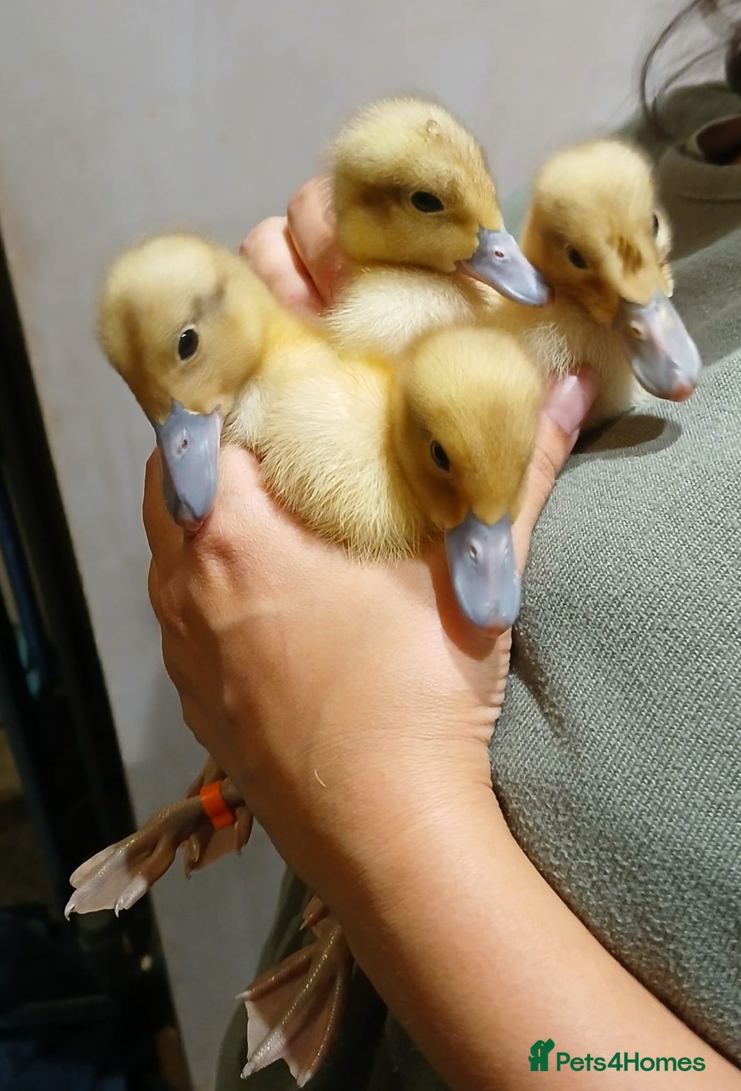 Ducks poultry for sale: Welsh harlequin males x4 - Image 1