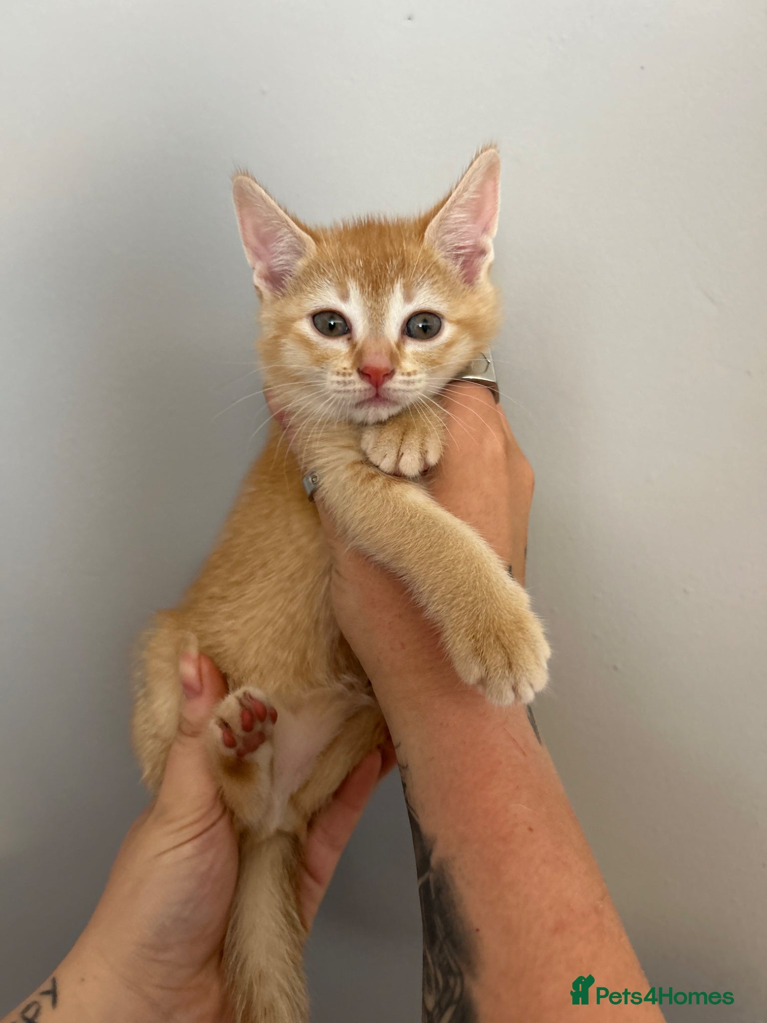 Abyssinian cats STUNNING ABYSSINIAN MIXED BABIES NEEDING HOMES  - Advert 2