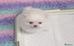 Pomeranian dogs for sale: Bridgerton KC Teddy Bear Faced Pomeranians - Image 3