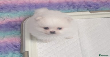 Pomeranian dogs - Advert 16