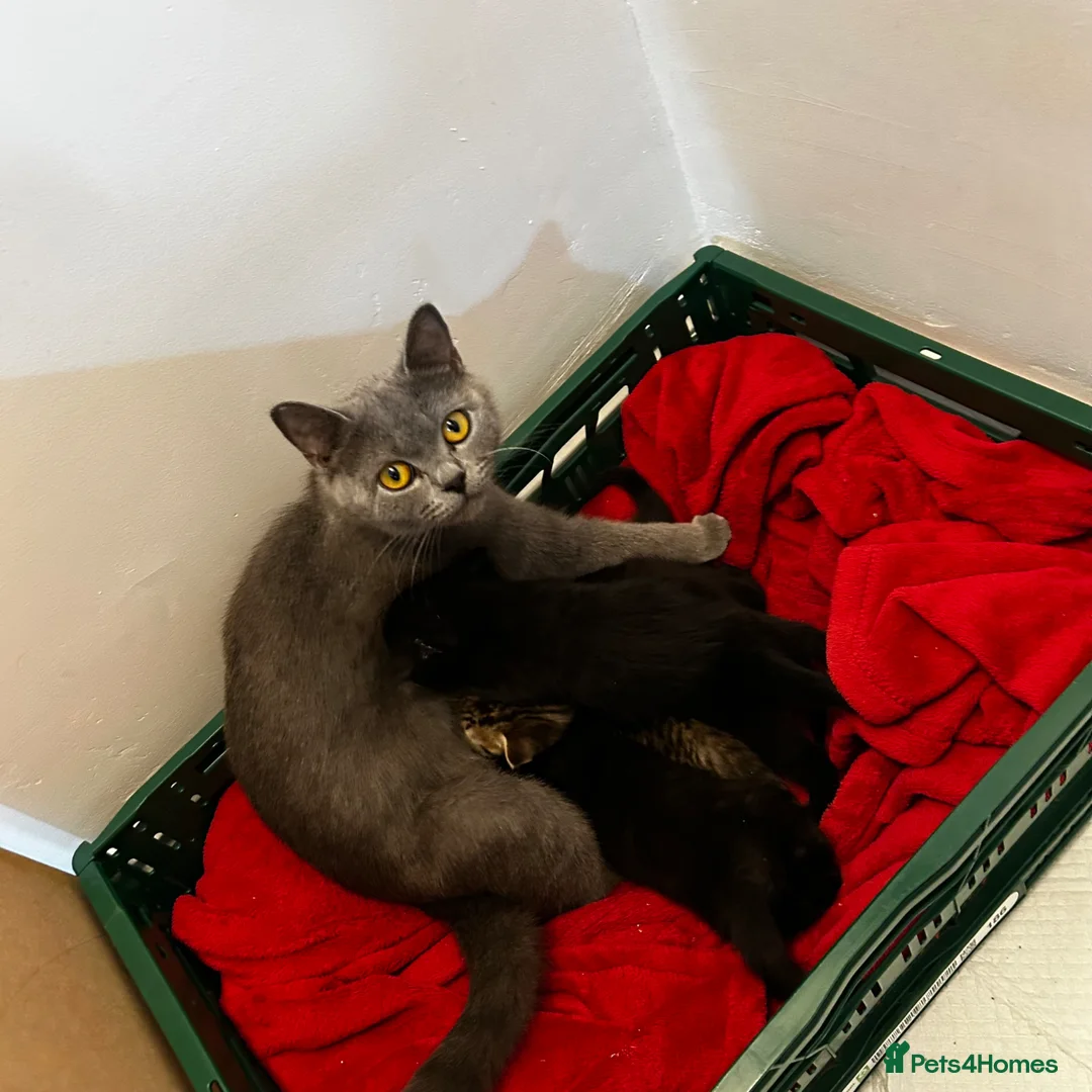 Mixed Breed cats for sale: Mixed breed Blue BSH in Colchester - Advert 9