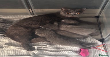 Scottish Fold cats Beautiful British Shorthair Scottish Fold Kittens - Advert 3