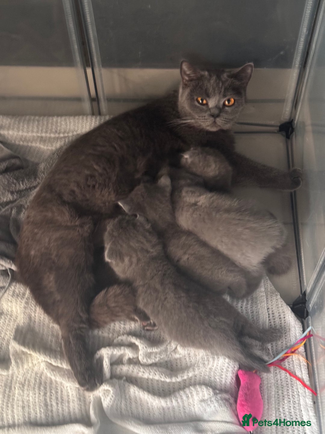 Scottish Fold cats for sale: Beautiful British Shorthair Scottish Fold Kittens - Advert 2