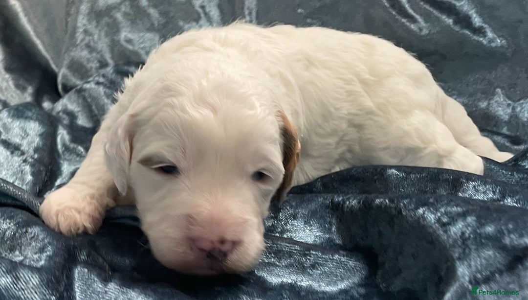 Labradoodle dogs for sale: Labradoodles for Sale! - Image 29