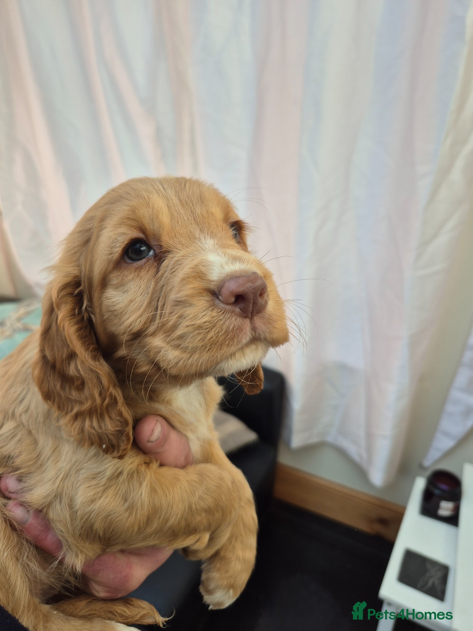 Cocker Spaniel dogs Beautiful kc registered cocker spaniel puppies - Advert 1