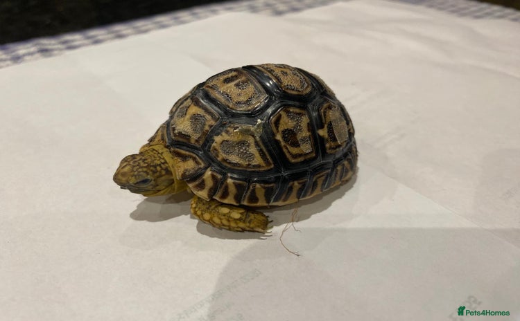 Tortoise reptiles Leopard tortoise baby’s  - Advert 3