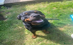 Rottweiler dogs for sale: Rottweiler  - Image 9