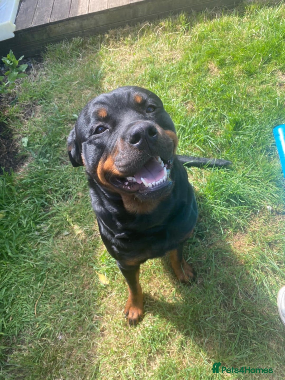 Rottweiler dogs for sale: Rottweiler  - Image 9