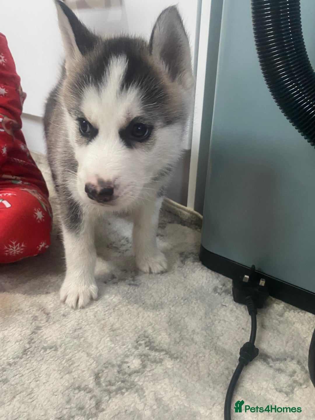 Siberian Husky dogs for sale: Siberian huskie  - Advert 5