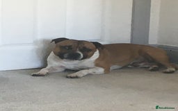 Staffordshire Bull Terrier dogs for stud: Proven Staffordshire Bull Terrier for Stud  - Image 28