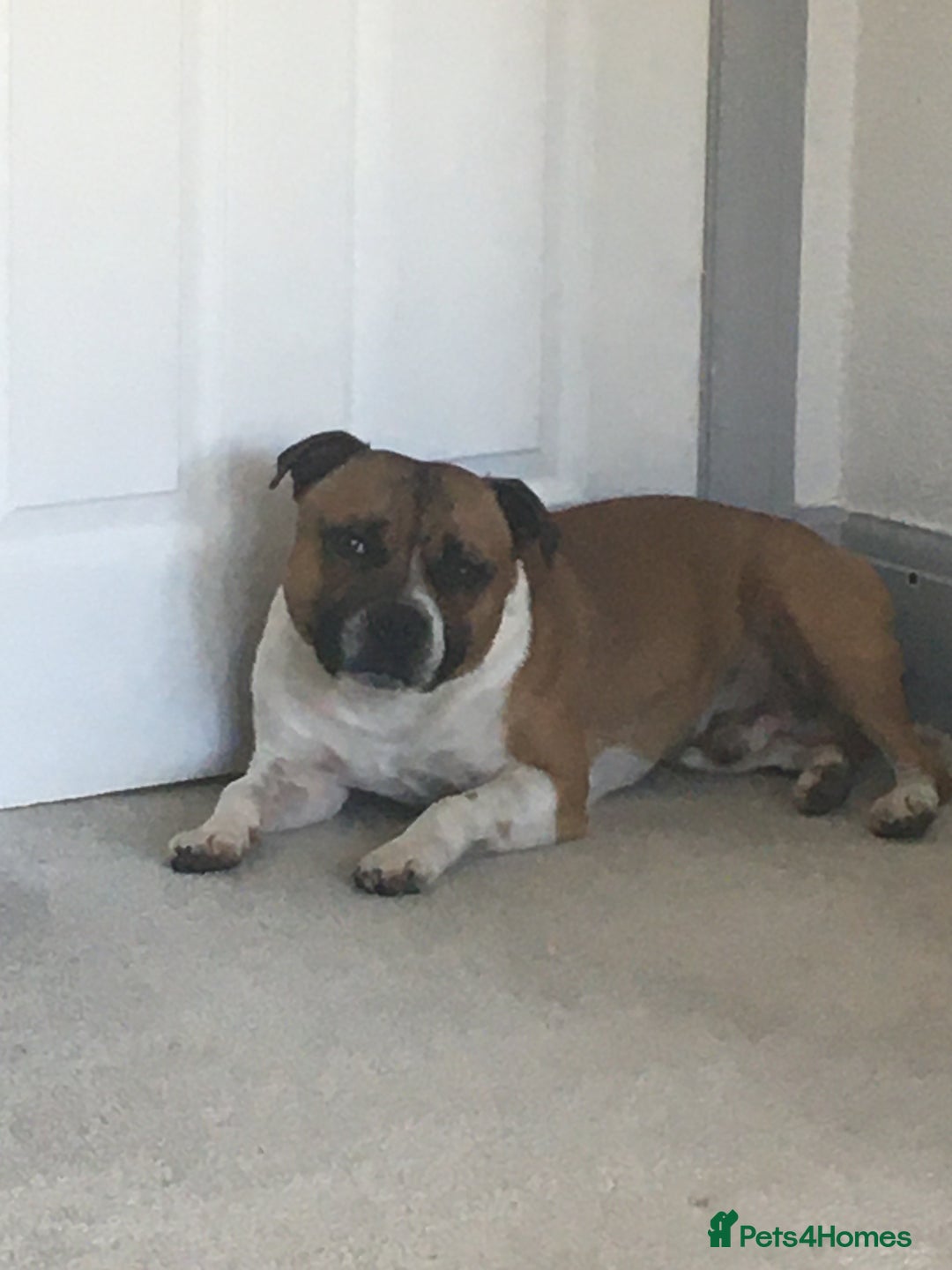 Staffordshire Bull Terrier dogs for stud: Proven Staffordshire Bull Terrier for Stud  - Image 28