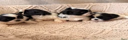 Shih Tzu dogs for sale: Beautiful Home reared Shih Tzu Puppies - Advert 19