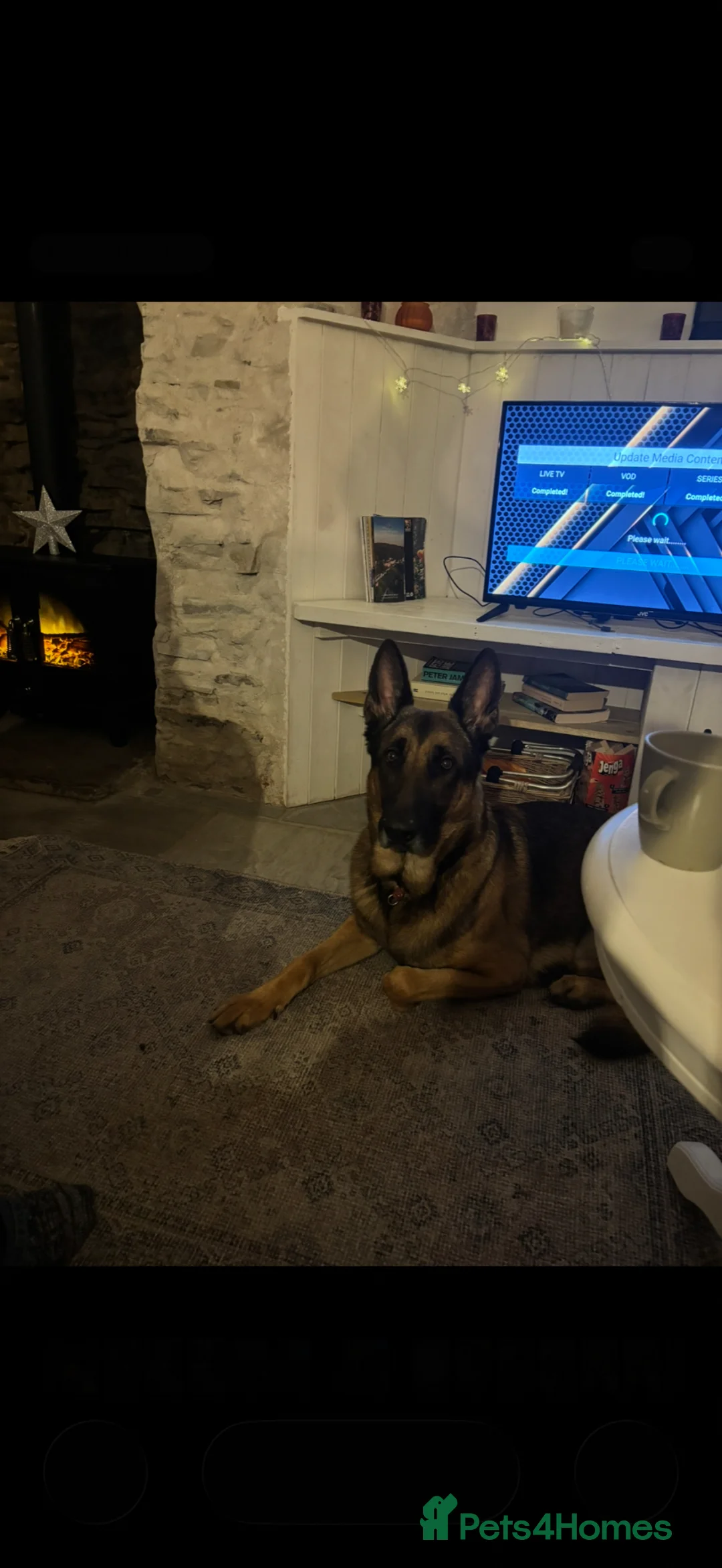 Mixed Breed dogs for sale: My beautiful Hades  in Rochdale - Advert 7
