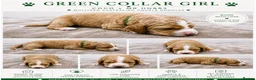 Australian Labradoodle dogs for sale: ⭐ Stunning Australian Labradoodles – Ready June ⭐ - Advert 23
