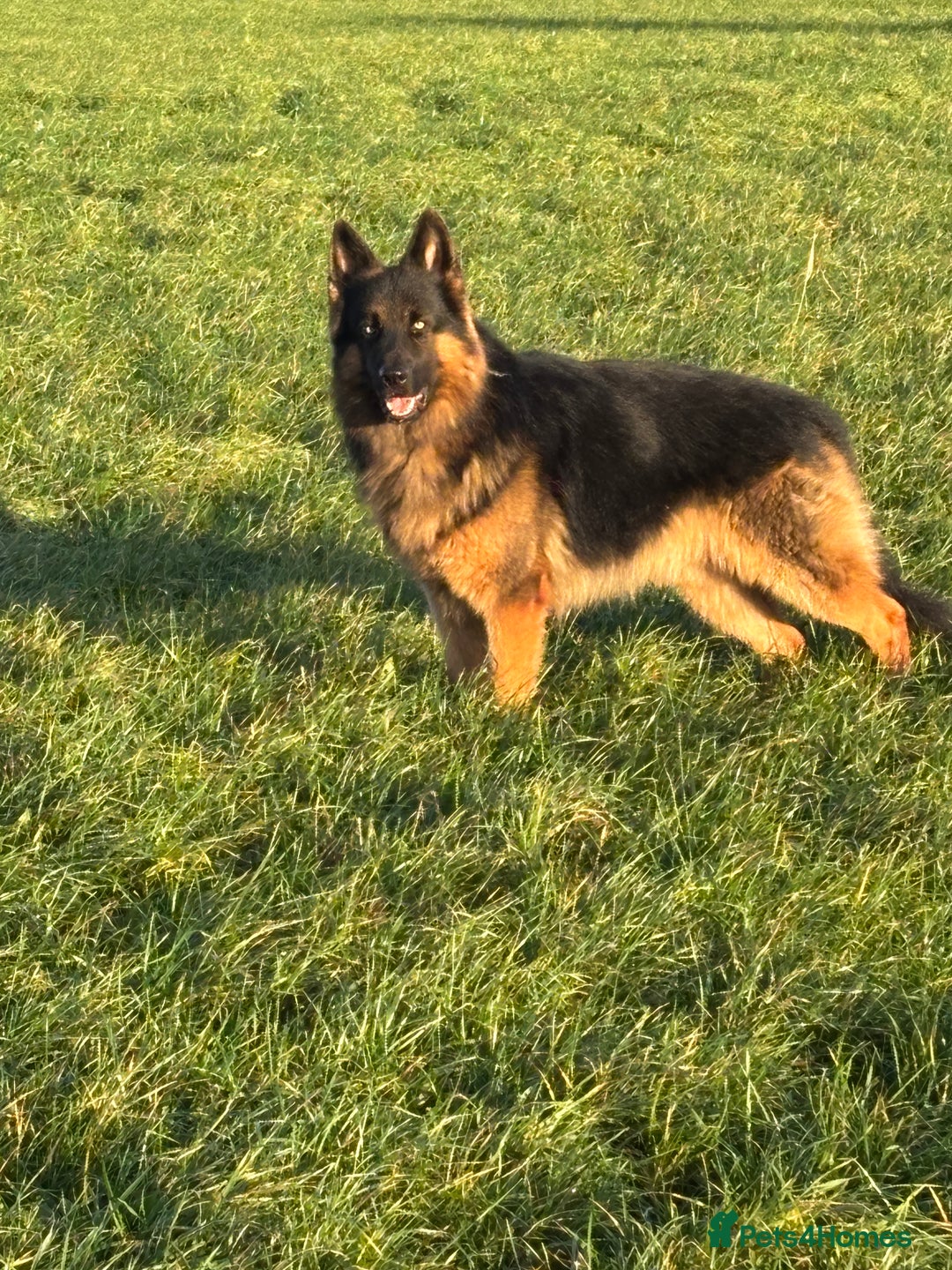 German Shepherd dogs for stud: Herman Kennel Club registered GSD-stud in Doncaster - Image 21