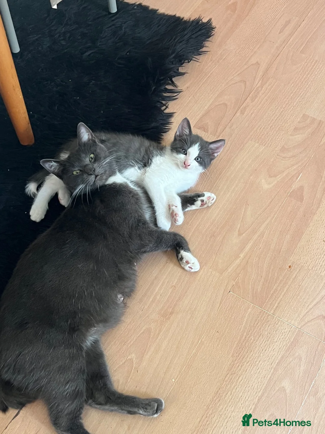 Mixed Breed cats for sale: Little kittens  - Advert 1