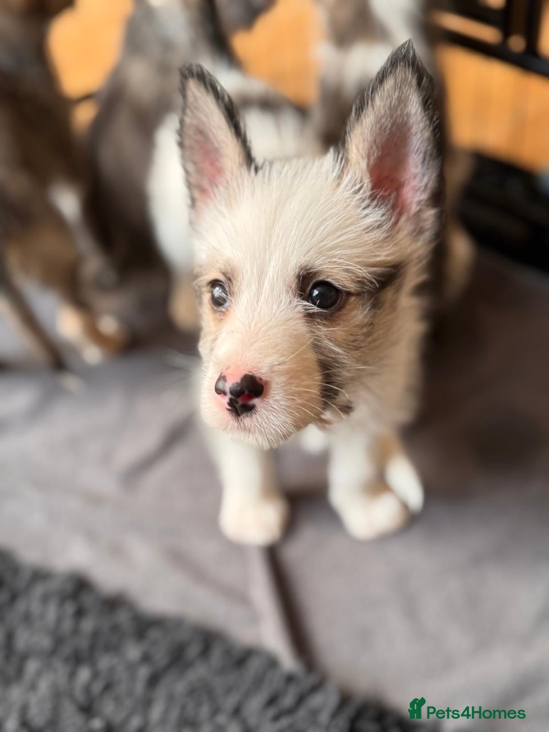 Mixed Breed dogs for sale: Siberian Husky X Staff/Lhasa Apso. Only 2 left!!  - Image 9