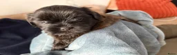 Shih Tzu dogs for sale: Shih Tzu Puppies for Sale – 4 Puppies Available 🐶 - Advert 14