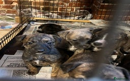 Mixed Breed dogs for sale: Beautiful Whippet X  - Image 13