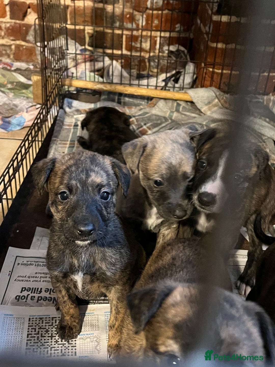 Mixed Breed dogs for sale: Beautiful Whippet X  - Image 13