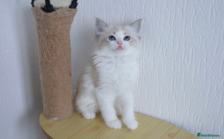 Ragdoll cats in Manchester - Advert 8