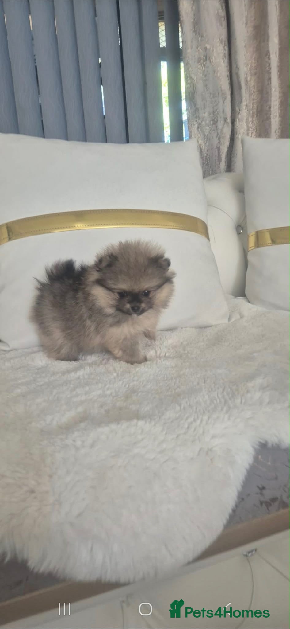 Pomeranian dogs Pomeranian  ** Teddy face  - Advert 5