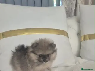 Pomeranian dogs Pomeranian ** Teddy face - Advert 5
