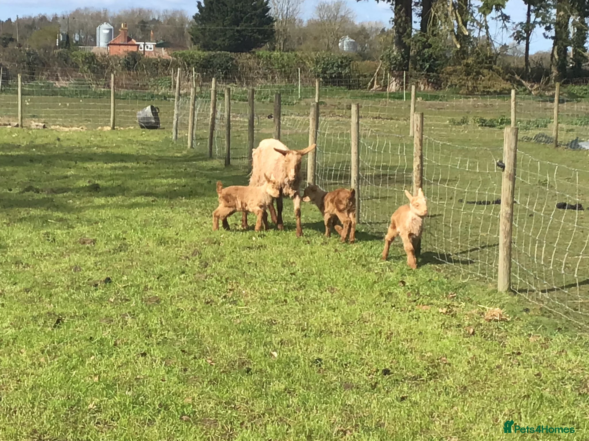 Goats livestock Pedigree Golden Guernsey goats - Advert 11
