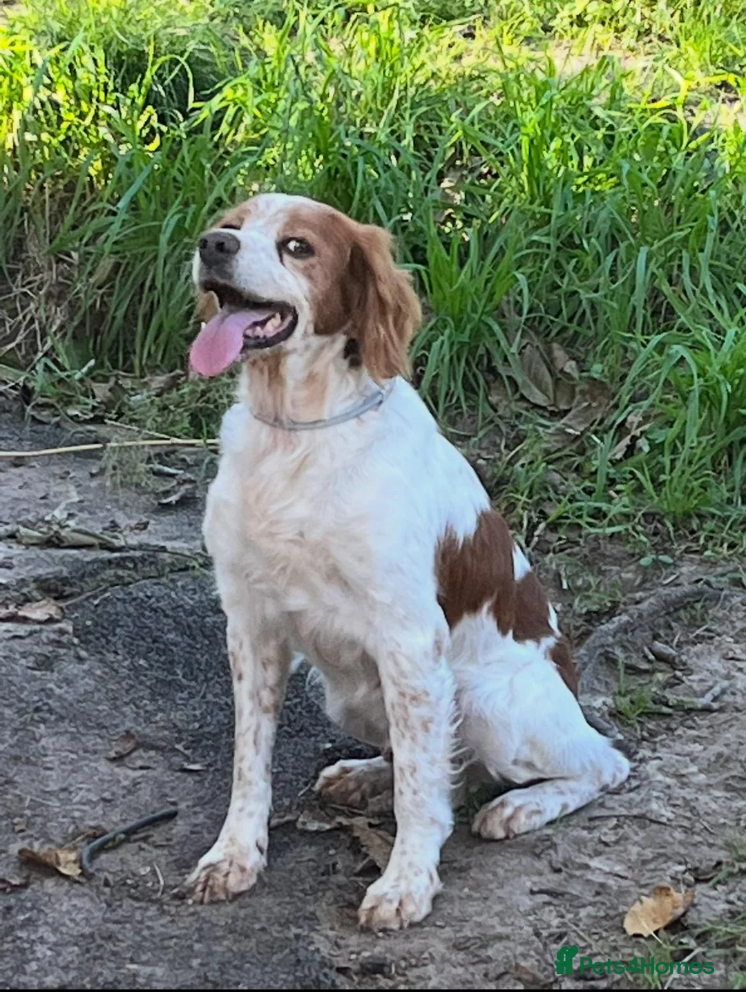 Brittany Spaniel dogs for adoption: Onil, a gorgeous Brittany - Advert 5