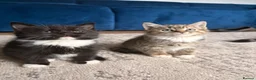 Mixed Breed cats for sale: Last 3 kitten !  1 male 2 females cute kittens  - Advert 4