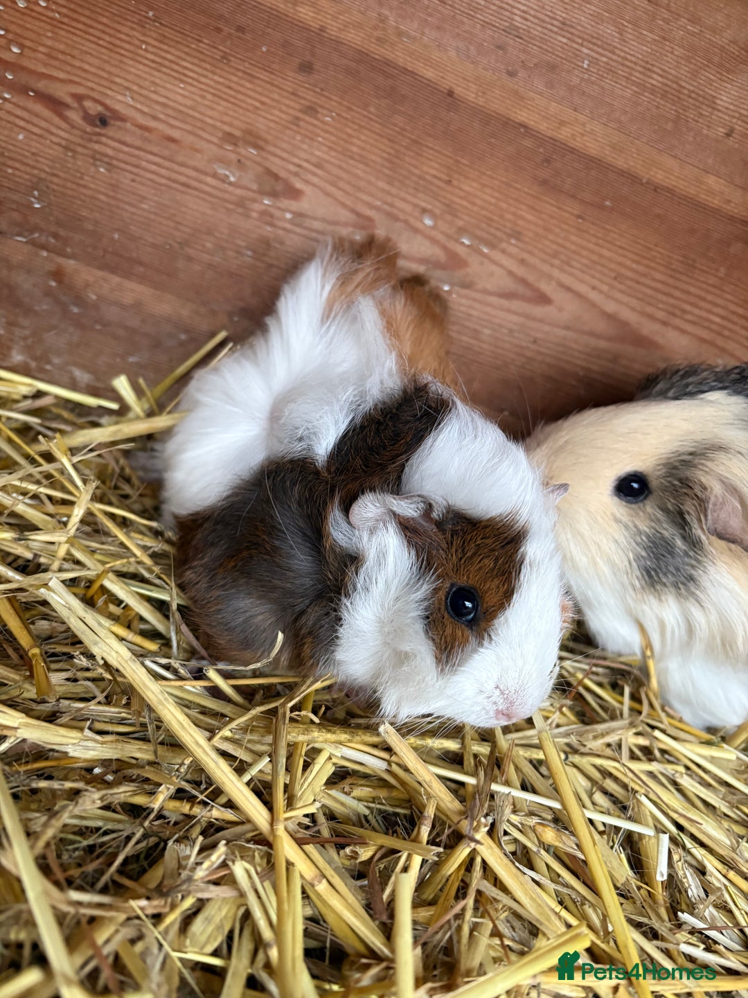 Guinea Pig rodents for sale: Baby guinea pig looking for loving home  - Advert 8