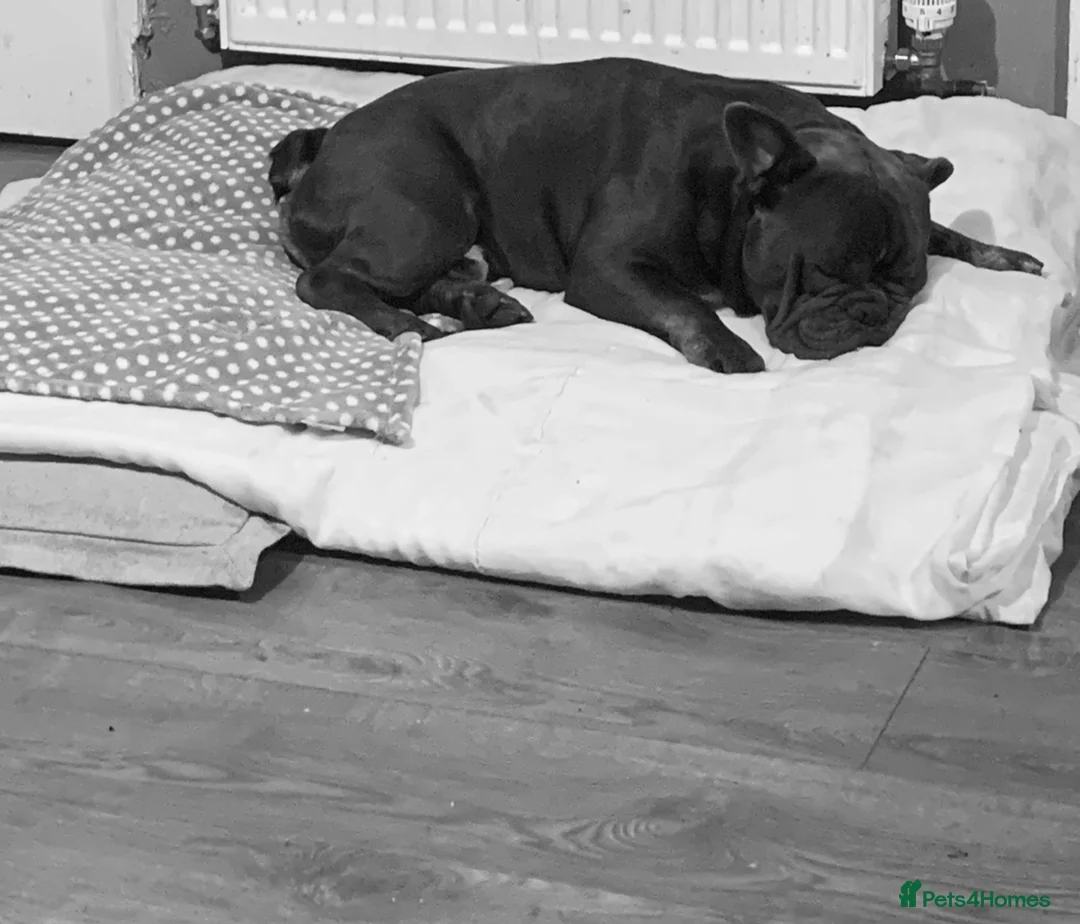 Mixed Breed dogs for sale: MALE STUD READY  in Tamworth - Advert 2