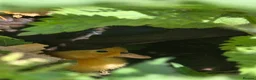 Waterfowl poultry for sale: 9 Runner hens and 1 Drake breeding/laying group  - Advert 6
