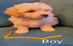 Poochon dogs for sale: Beautiful Pooches puppies  - Image 5