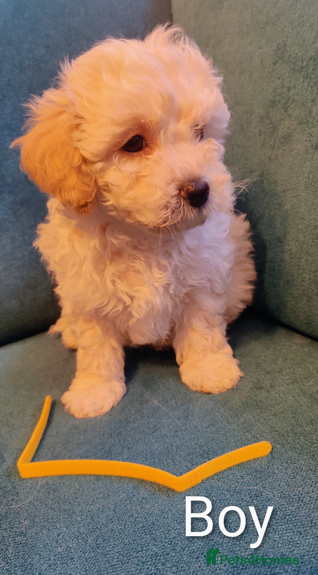 Poochon dogs for sale: Beautiful Pooches puppies  - Image 5
