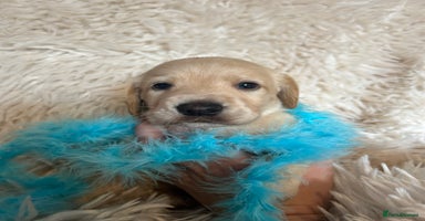 Cockerdor dogs - Advert 1