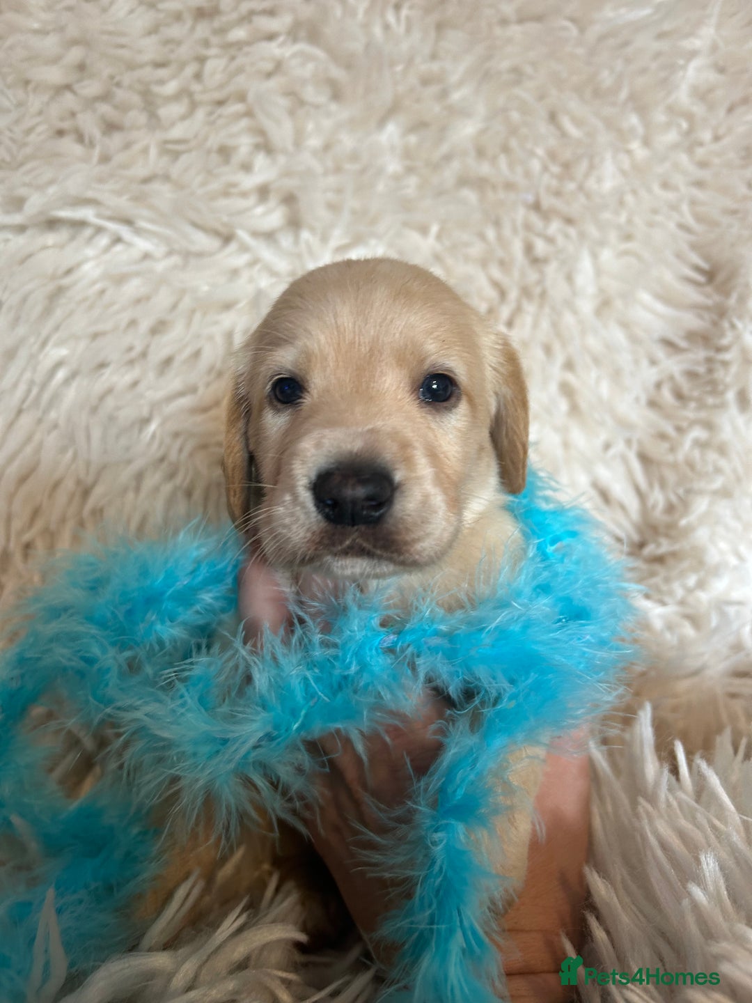 Cockerdor dogs for sale: Cockerdors - Image 2