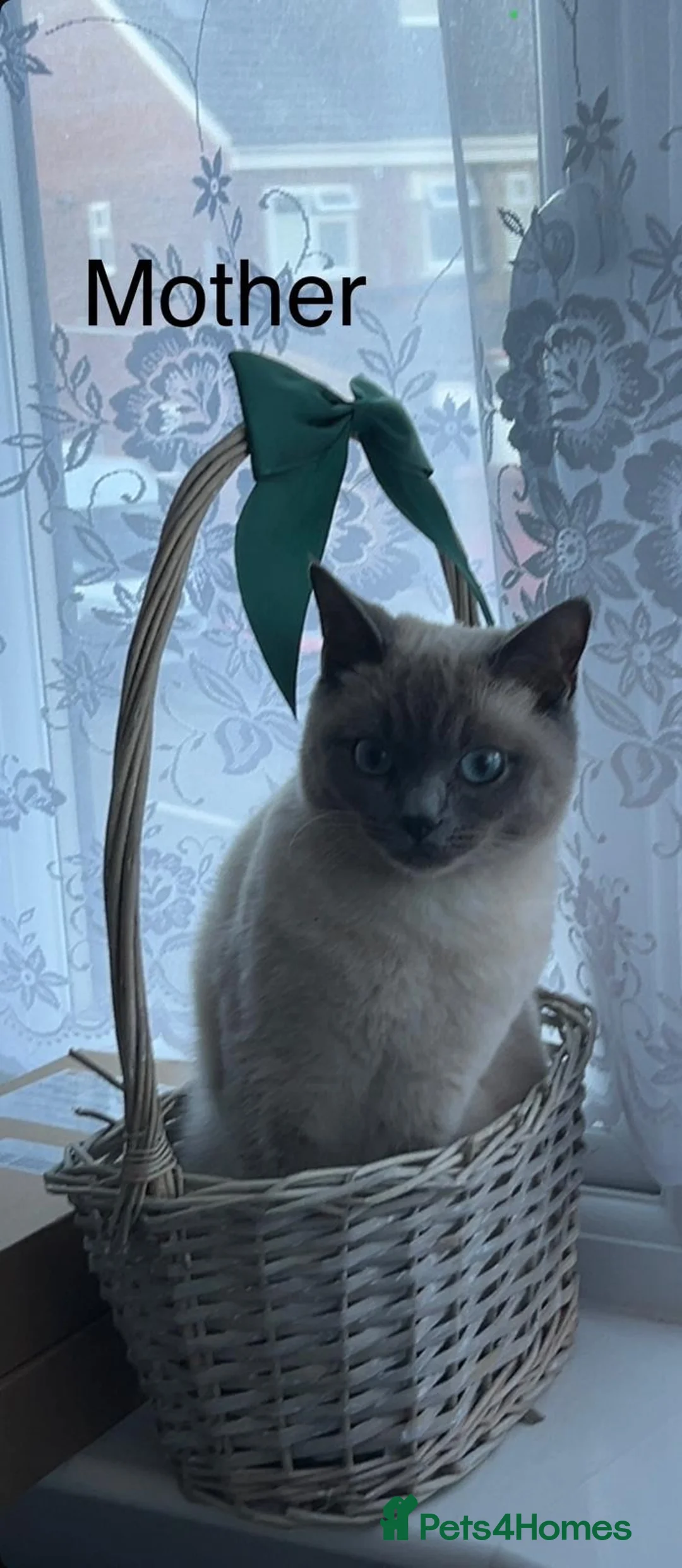 Mixed Breed cats for sale: Gorgeous Ragdoll x British Shorthair Kittens in Solihull - Advert 2