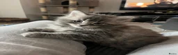 Mixed Breed cats for sale: Half Maine coon and British blue kitten in Stourbridge - Advert 2