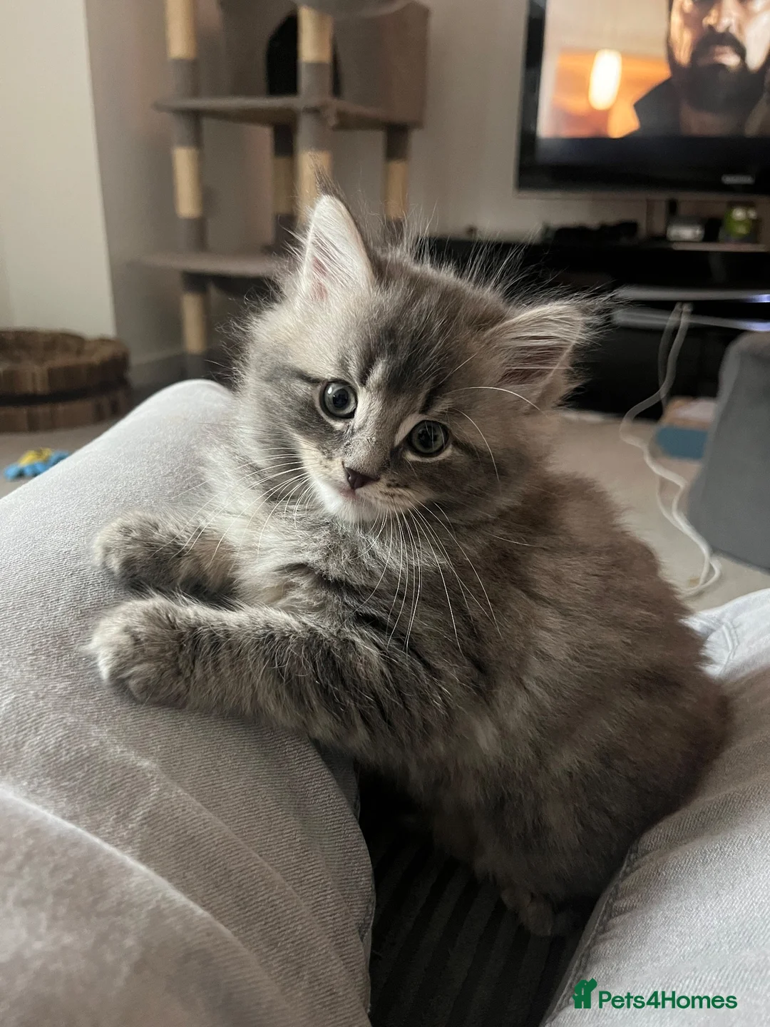 Mixed Breed cats for sale: Half Maine coon and British blue kitten in Stourbridge - Advert 2