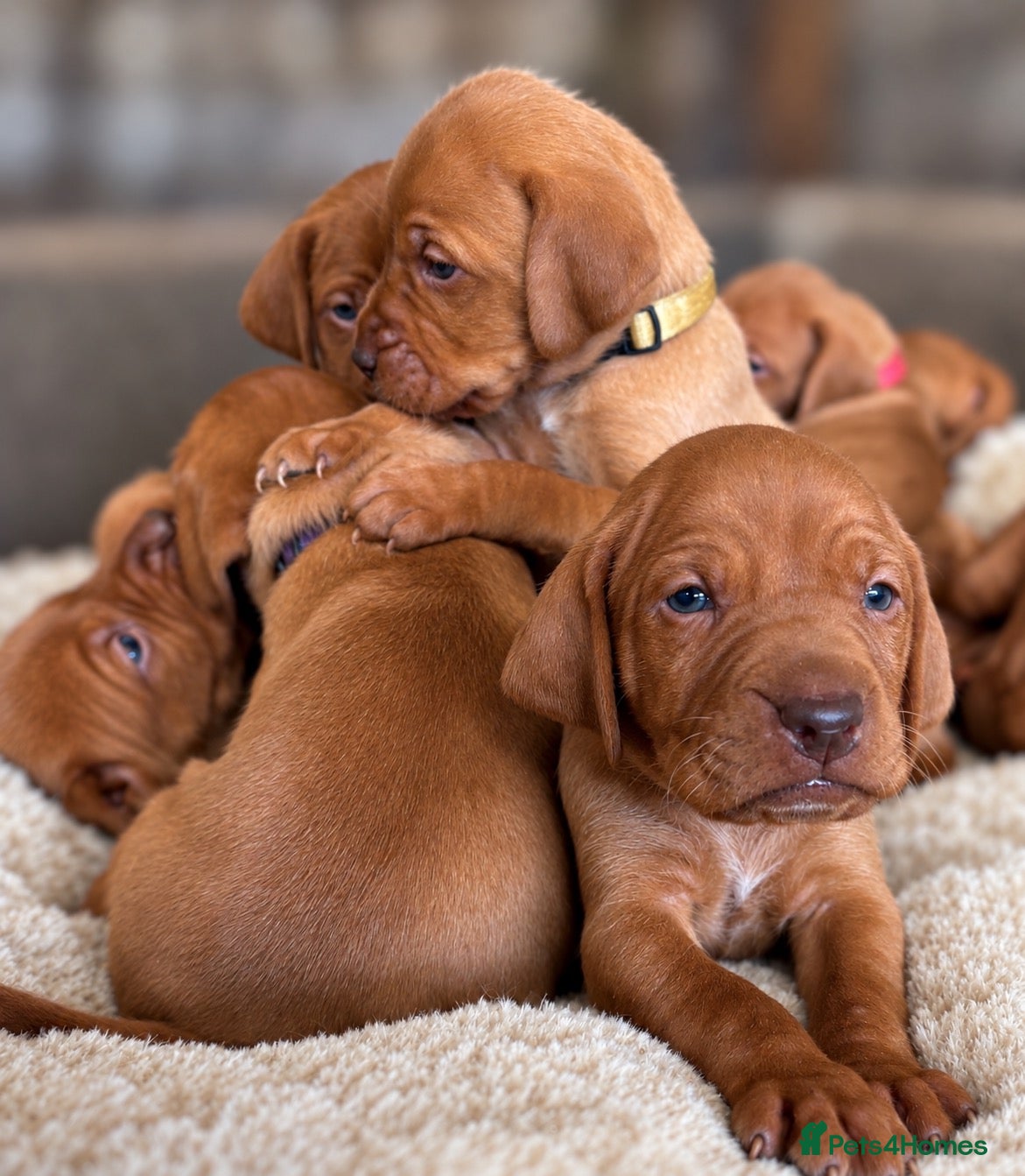 Hungarian Vizsla dogs KC Registered Hungarian Vizsla Puppies - Advert 8