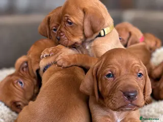Hungarian Vizsla dogs KC Registered Hungarian Vizsla Puppies - Advert 4