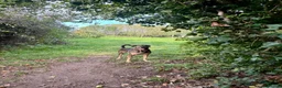 Mixed Breed dogs for sale: WILSON - Cyprus rescue for adoption - Advert 8